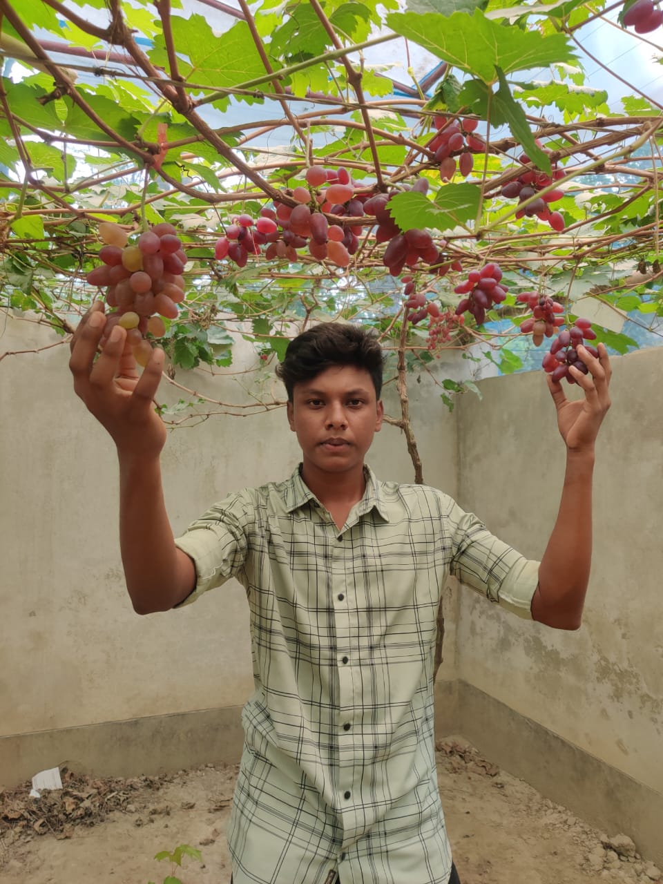 আংগুর চারা ১