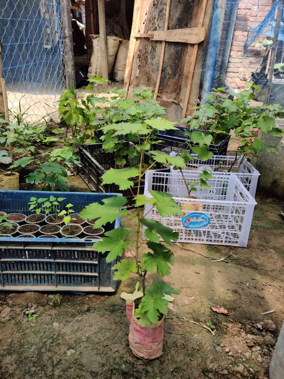 আংগুর চারা ১০