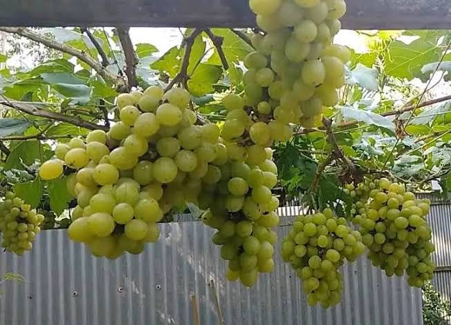 আংগুর চারা ৬