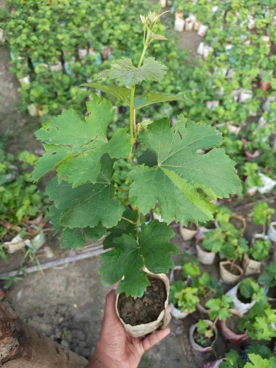 আংগুর চারা ২