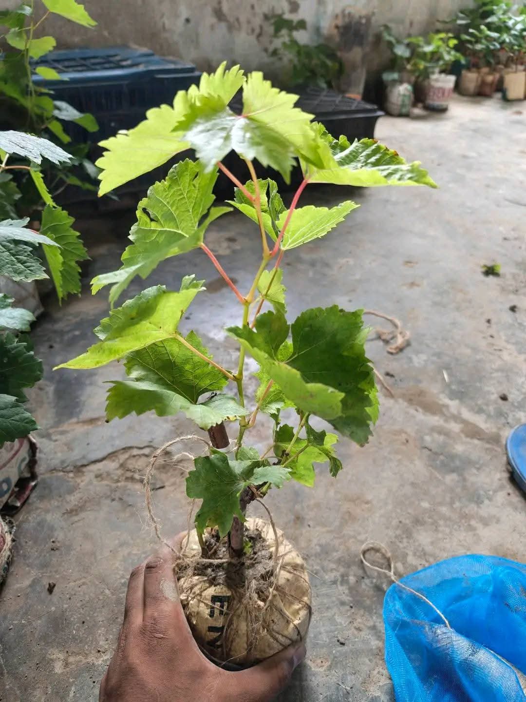 আংগুর চারা ৩