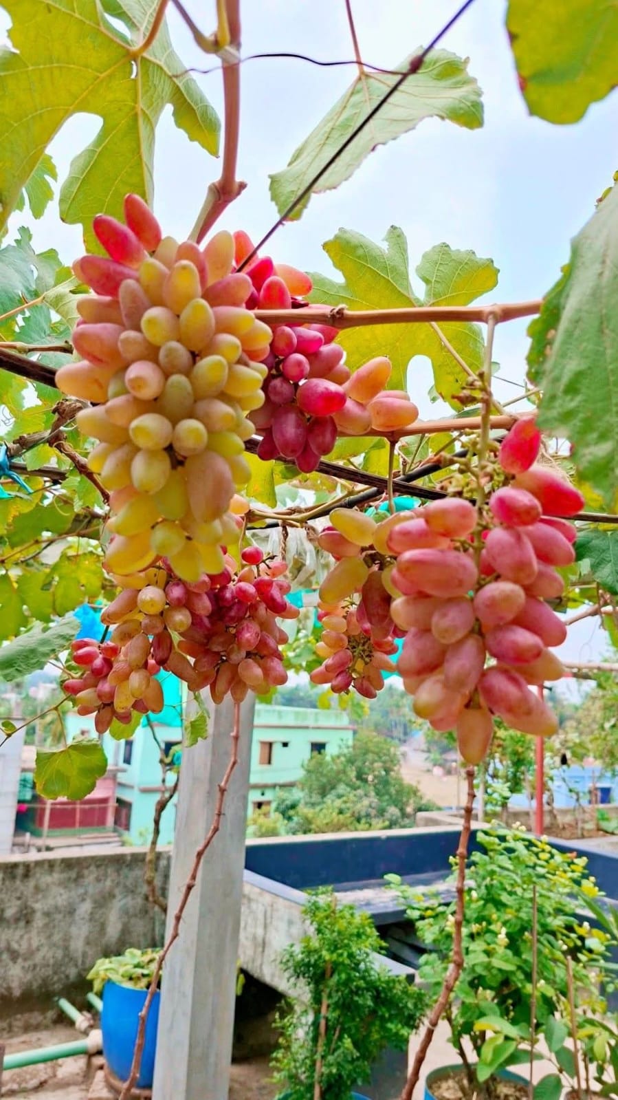 আংগুর চারা ৪