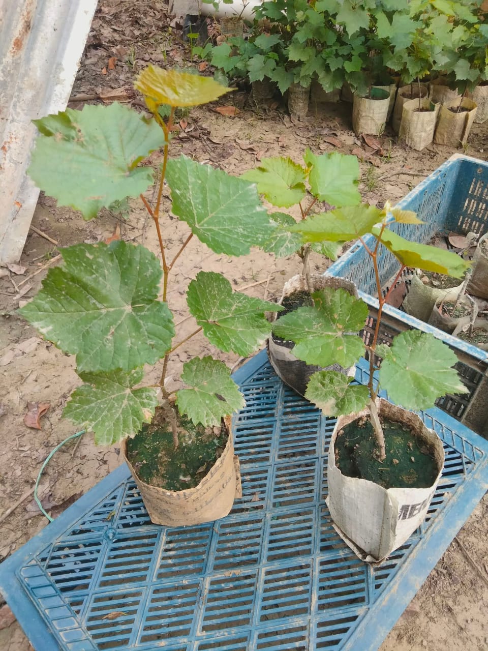 আংগুর চারা ৮